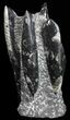 Tall Tower Of Polished Orthoceras (Cephalopod) Fossils #58925-2
